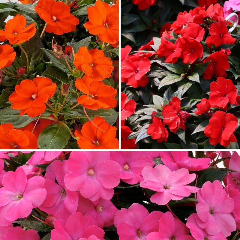 Impatiens, Fireball Sunpatiens® image