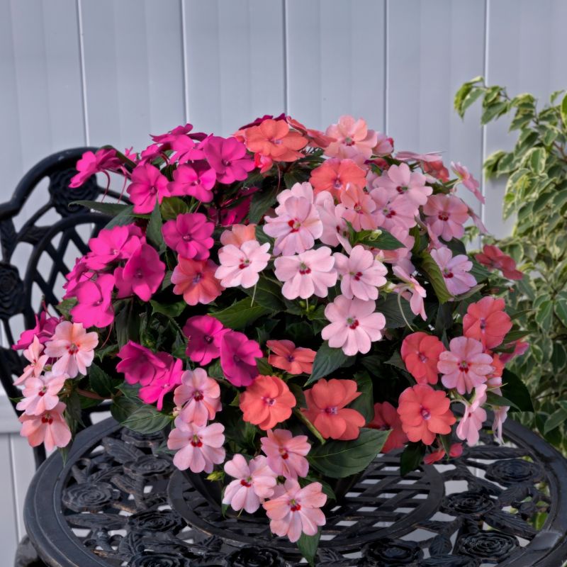 Impatiens, Pinkerbelle Sunpatiens® image