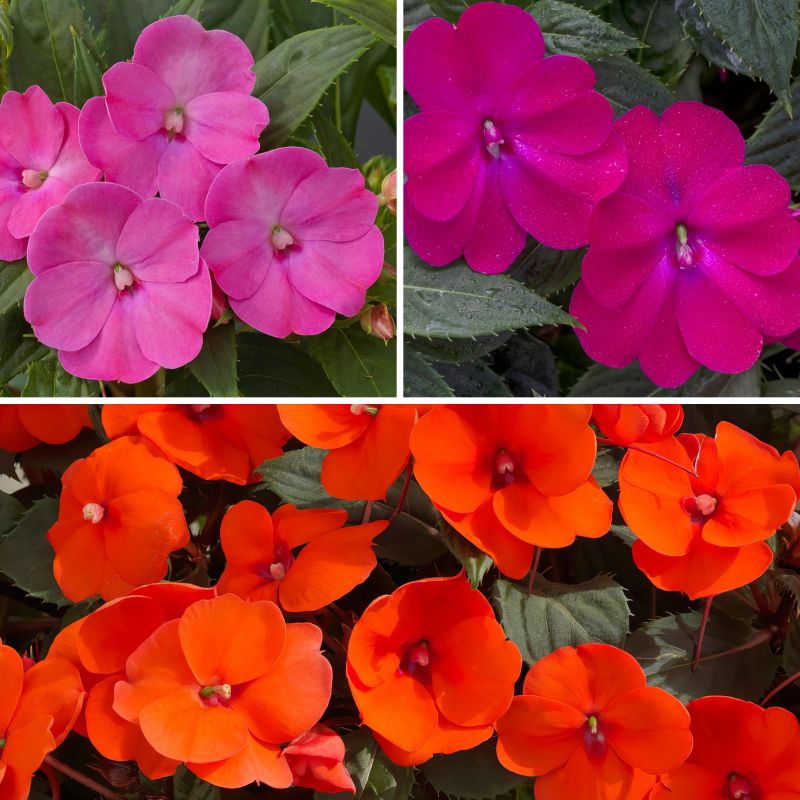 Impatiens, Tropical Punch Sunpatiens® image
