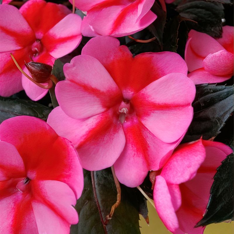 Impatiens Red Candy Sunpatiens® image