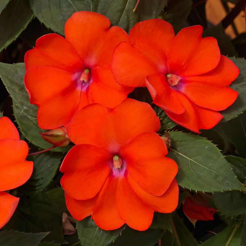 Impatiens 'Compact Electric Orange' Sunpatiens® image