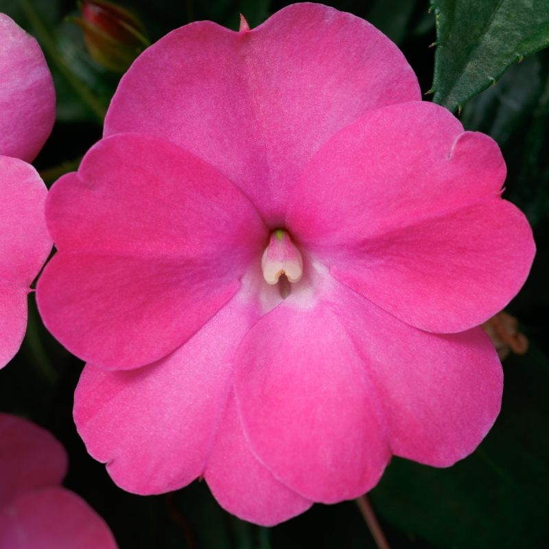 Impatiens Compact Hot Pink' Sunpatiens® image
