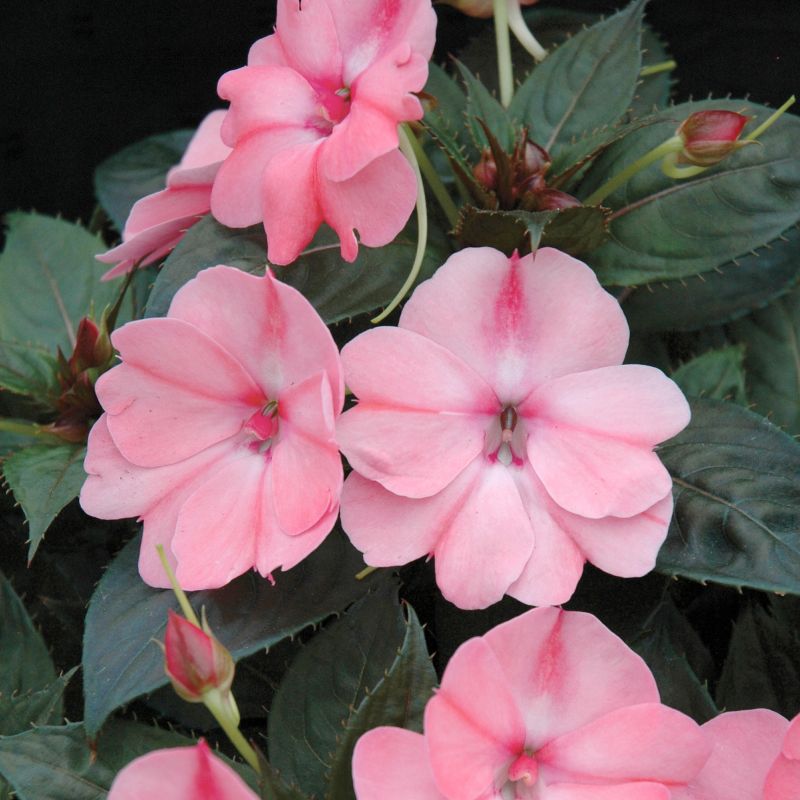 Impatiens 'Compact Blush Pink' Sunpatiens® image