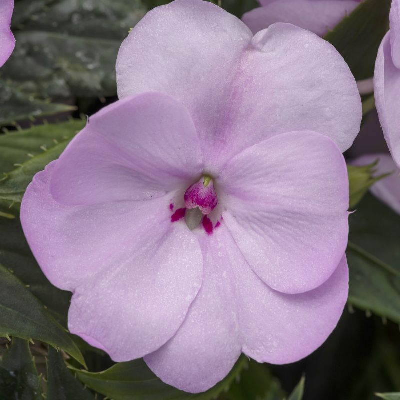 Impatiens 'Compact Orchid Blush' Sunpatiens® image