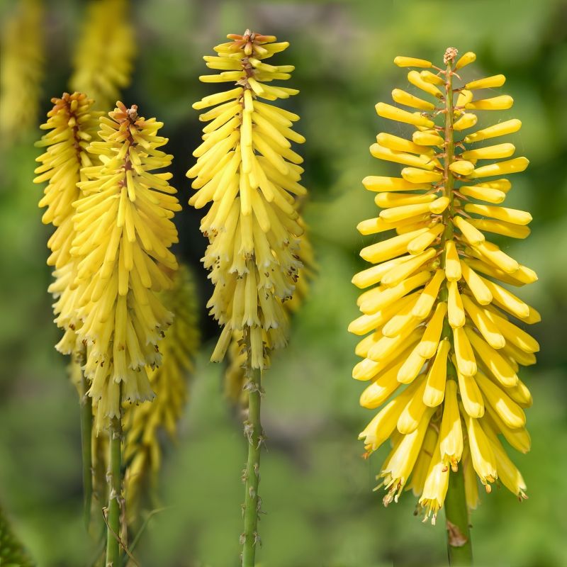 Kniphofia Glowstick Torch Lilies image