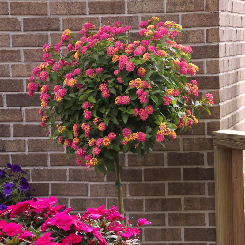 Lantana, Athens Rose Lantana Patio Tree image
