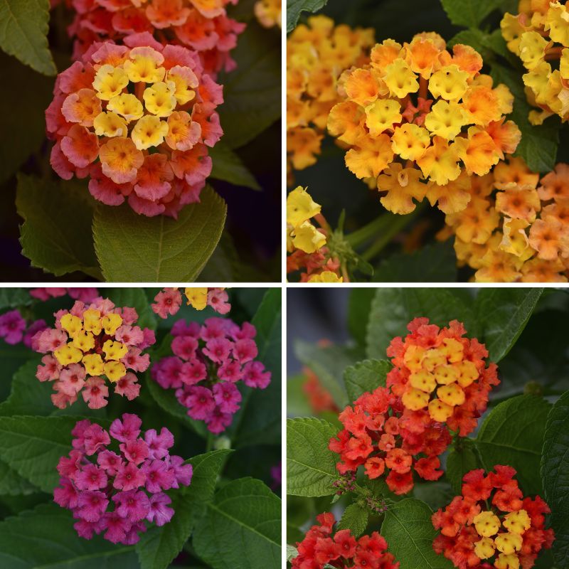 Lantana Bloomify™  Collection image
