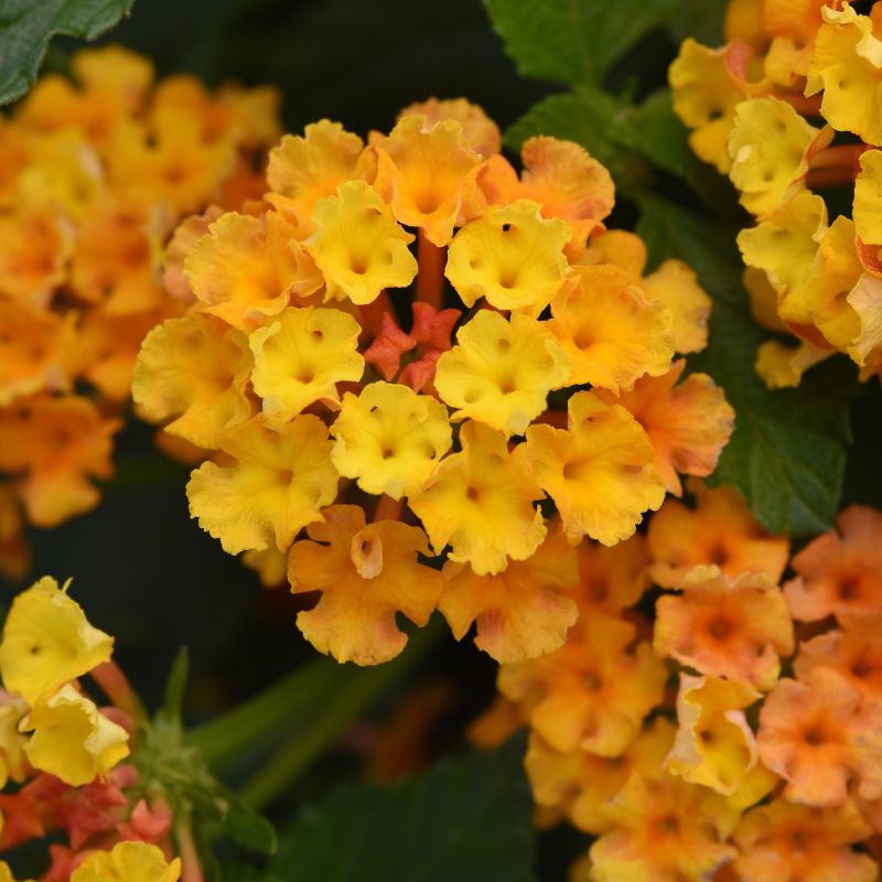 Lantana, Bloomify™  Orange image