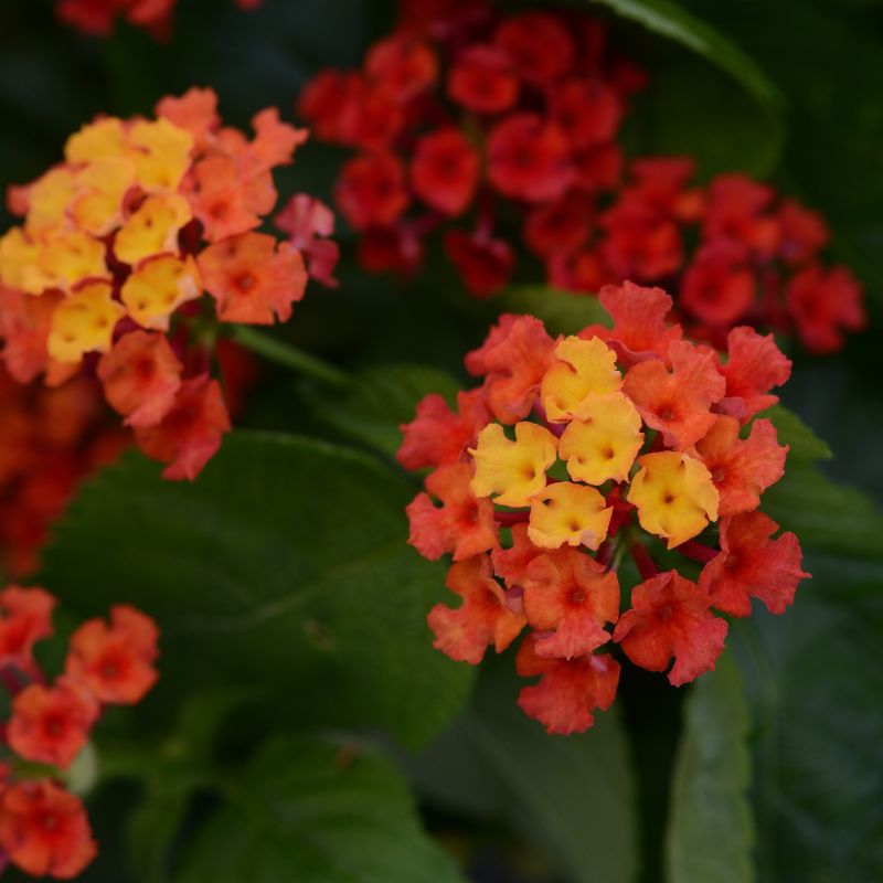Lantana, Bloomify™ Red image