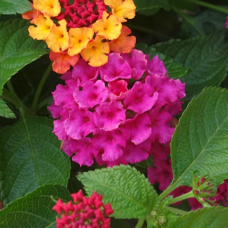 Lantana, Bloomify™  Rose image
