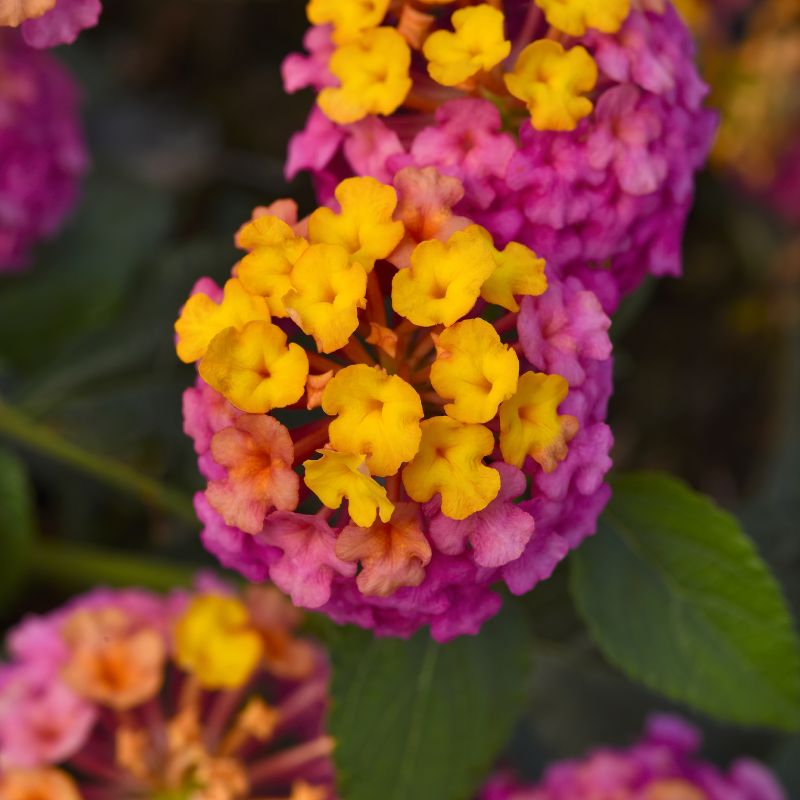 Lantana Passionfruit Lantana image