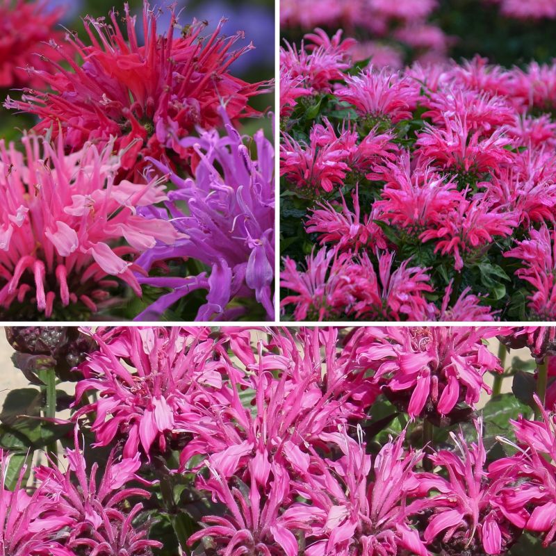 Monarda, Electric Pink Bee Balm image