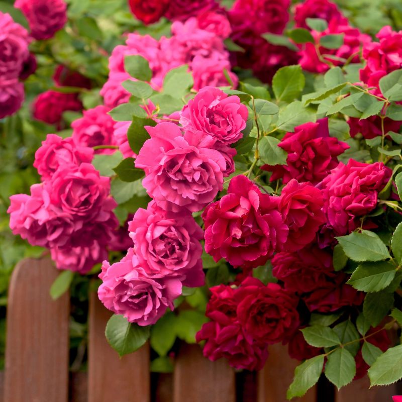 Rose 2-n-1 Freedom Rose Duo image