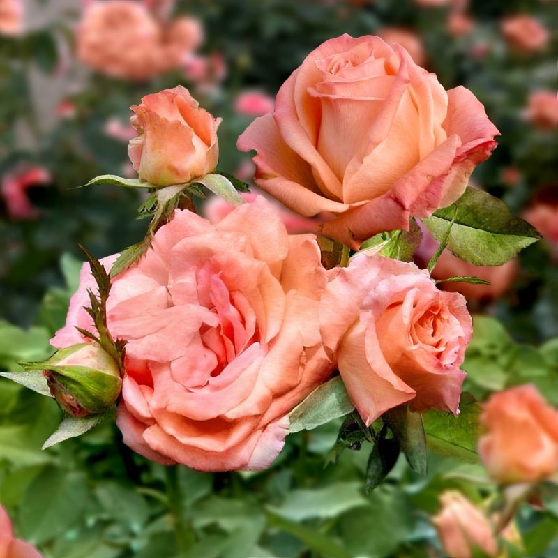 Rose Cherish image