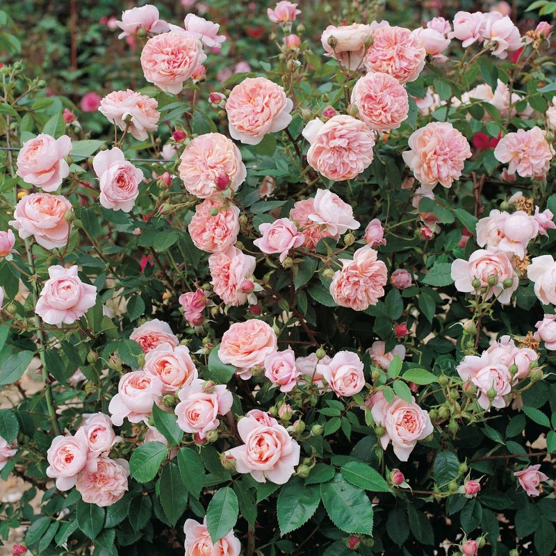 Rose, Climbing Colette™ Rose image