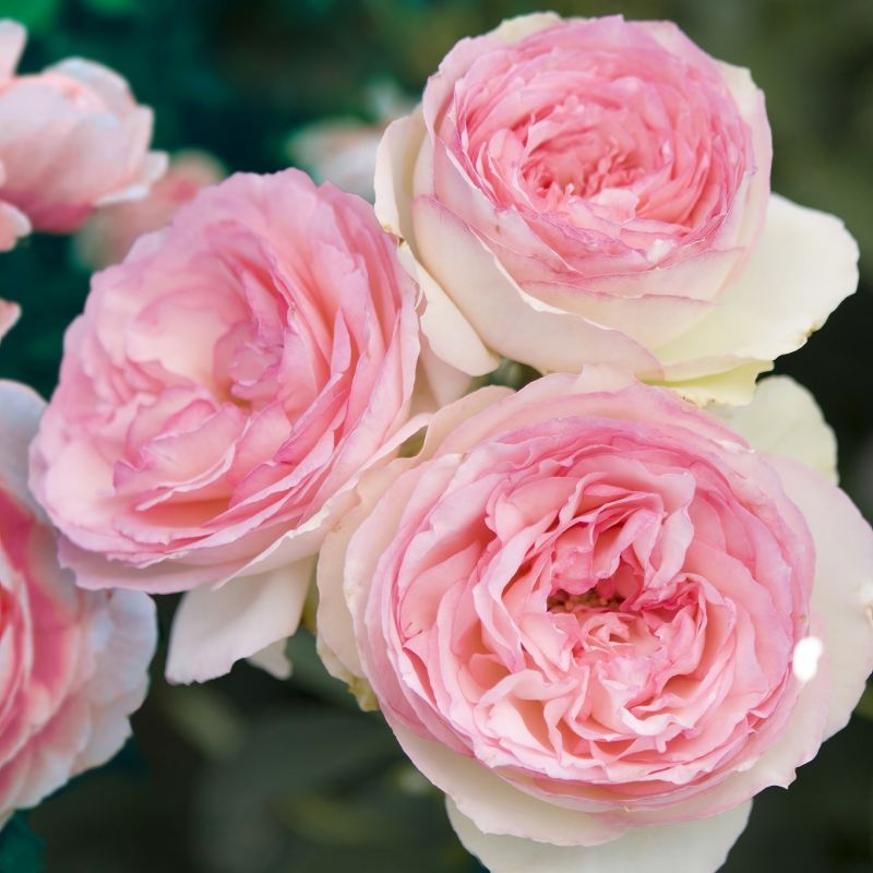 Rose Climbing Eden Rose image