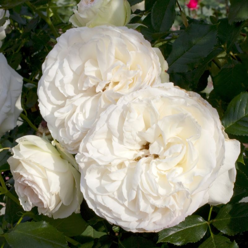 Rose Climbing Eden Rose White image
