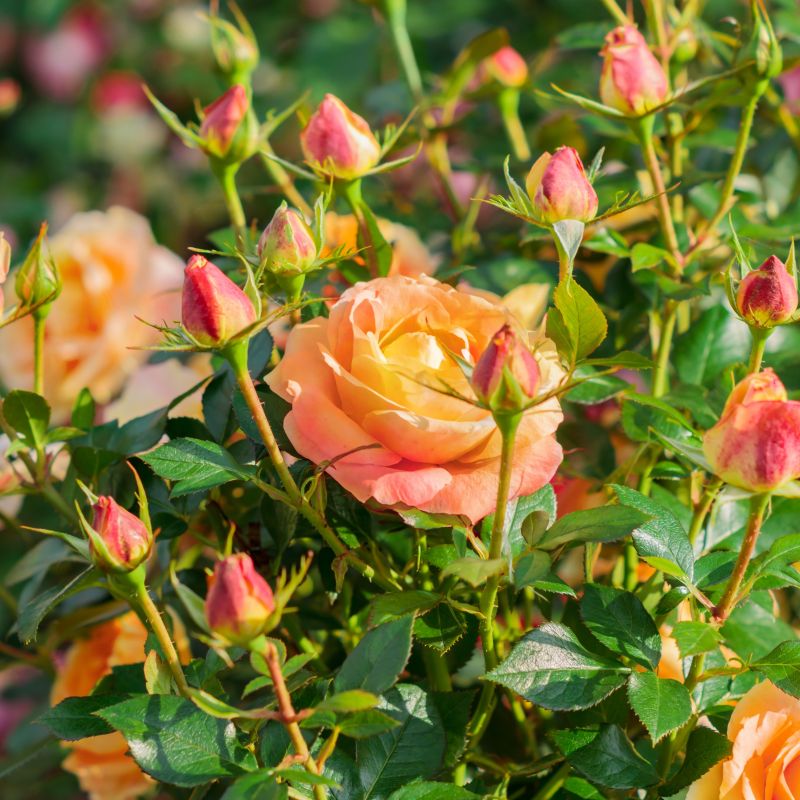 Rose Fiesta Veranda® Rose image