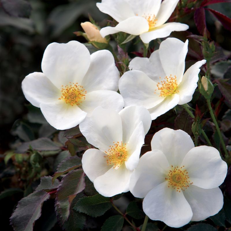 Rose, Knock Out®  White image