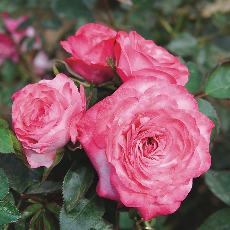 Miniature Rose Baby Paradise image