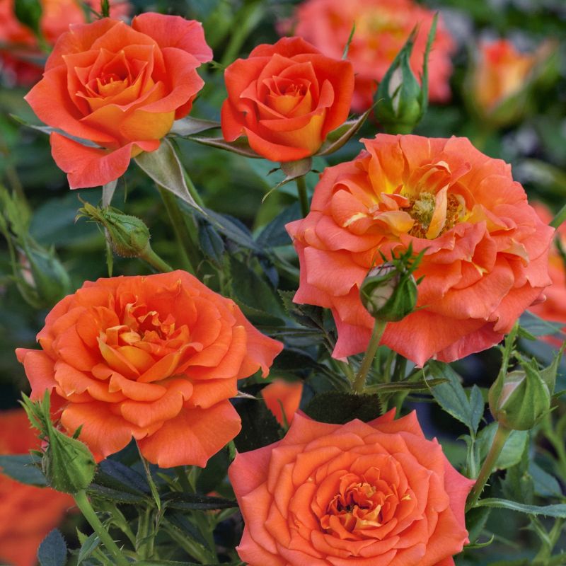 Miniature Rose ‘mandarin Sunblaze® image