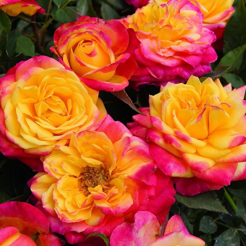 Miniature Rose ‘rainbow Sunblaze® image