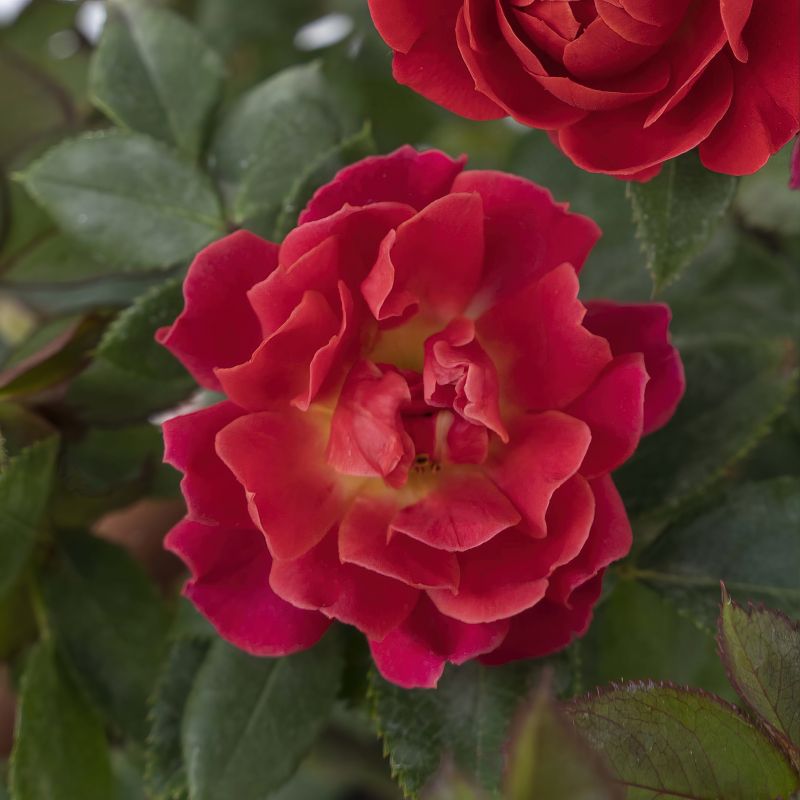 Miniature Rose ‘watermelon Sunblaze® image