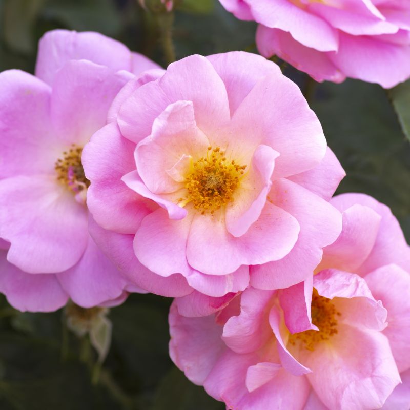 Rose, Peachy Knock Out® Rose image