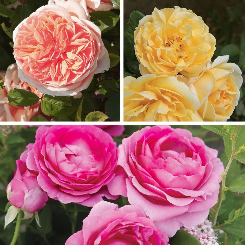 Rose Scentables™ Bouquet Roses image