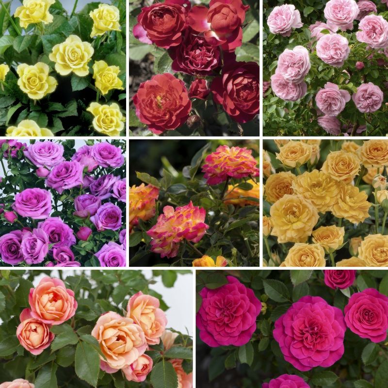Rose The Bloom Maker Mini Rose Collection image