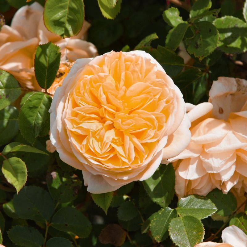 Rose Orange Honey image