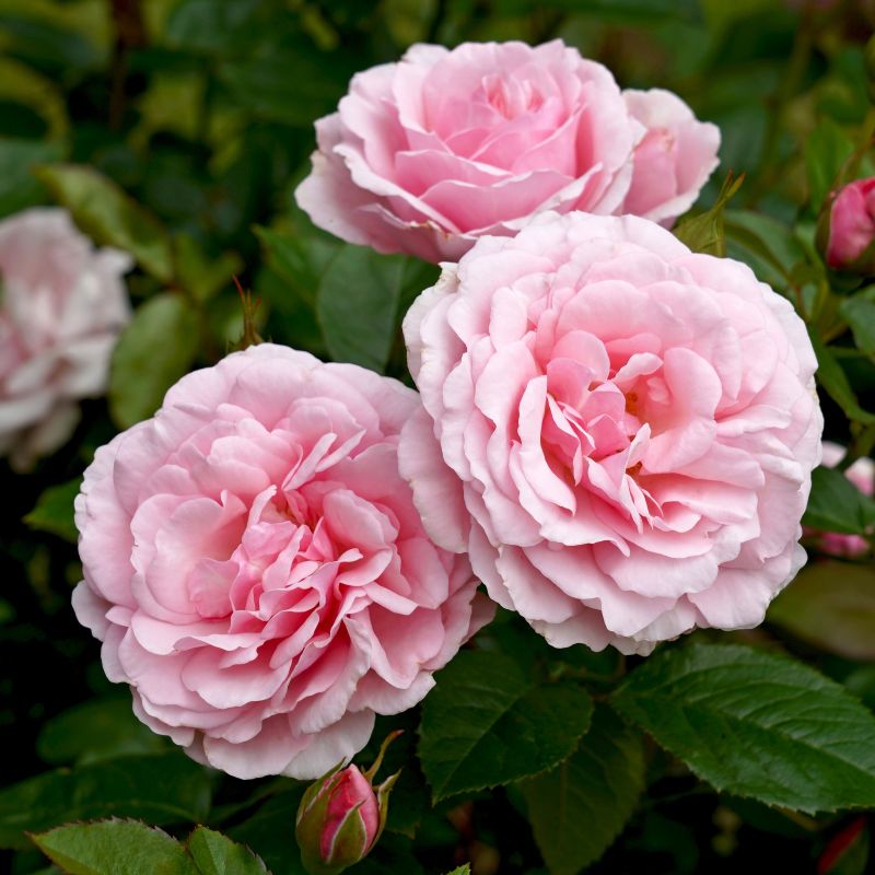 Rose Pink Crush image