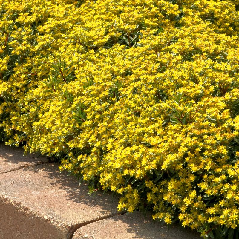 Sedum Yellow Diamonds image