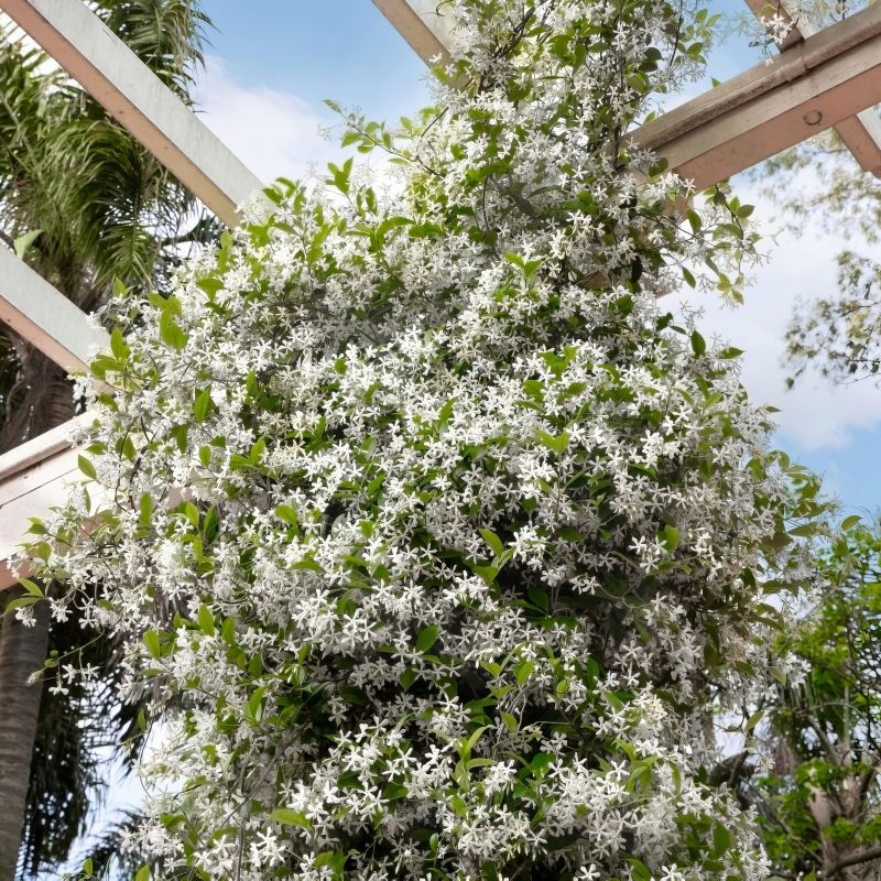 Trachelospermum, Star Jasmine image