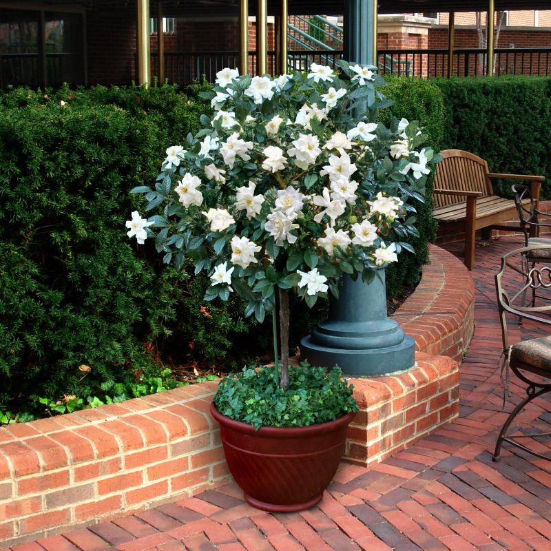 Gardenia Tree image