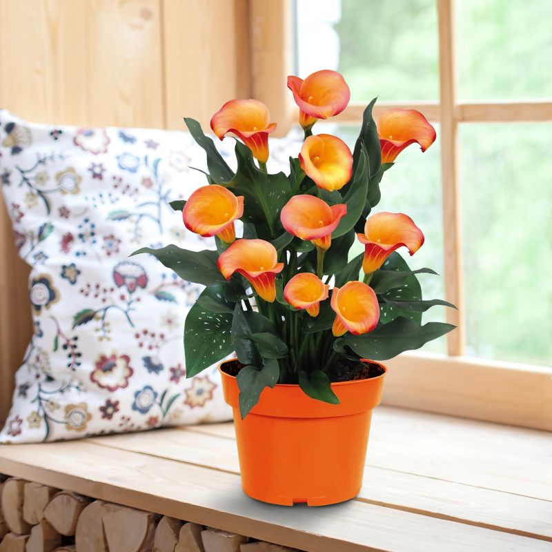 Zantedeschia, Calla Lily Grow Kit - Orange image