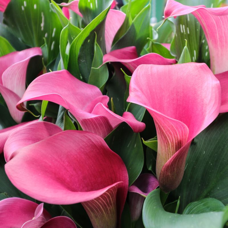 Zantedeschia, Calla Lily Grow Kit - Pink image