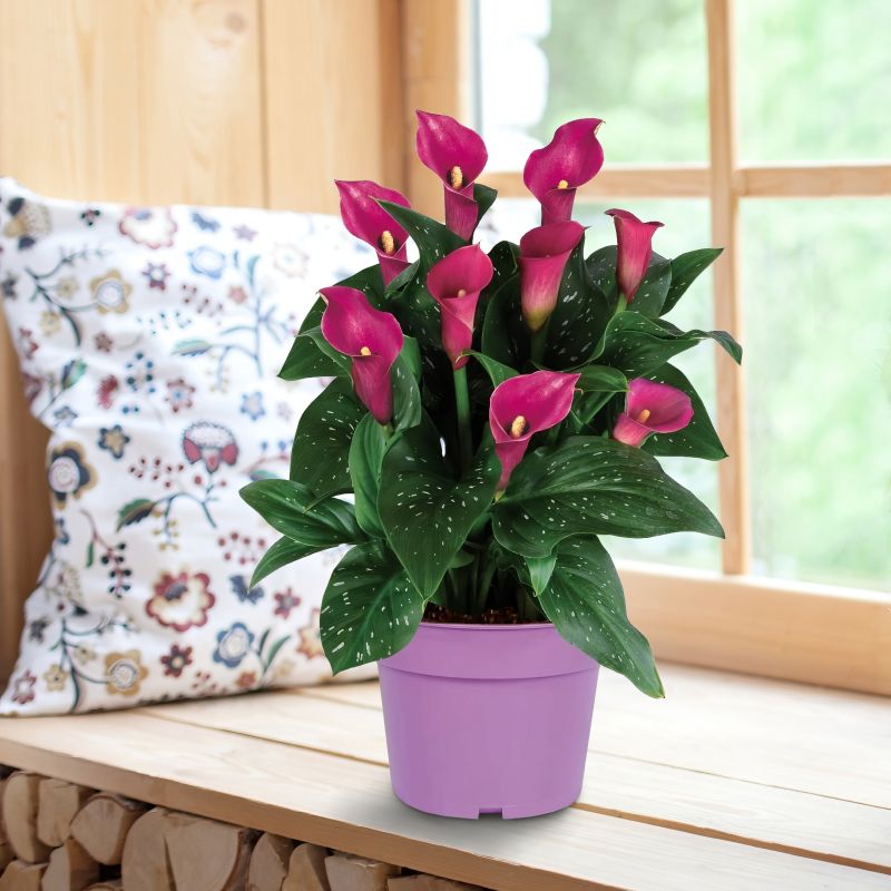 Calla Lily Purple Grow Kit image