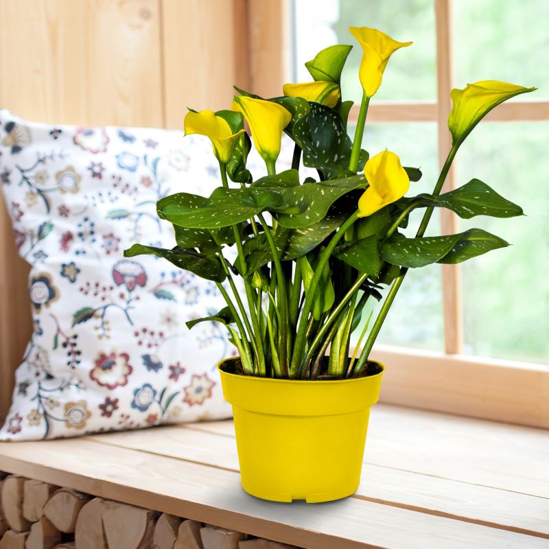 Calla Lily Yellow Grow Kit image