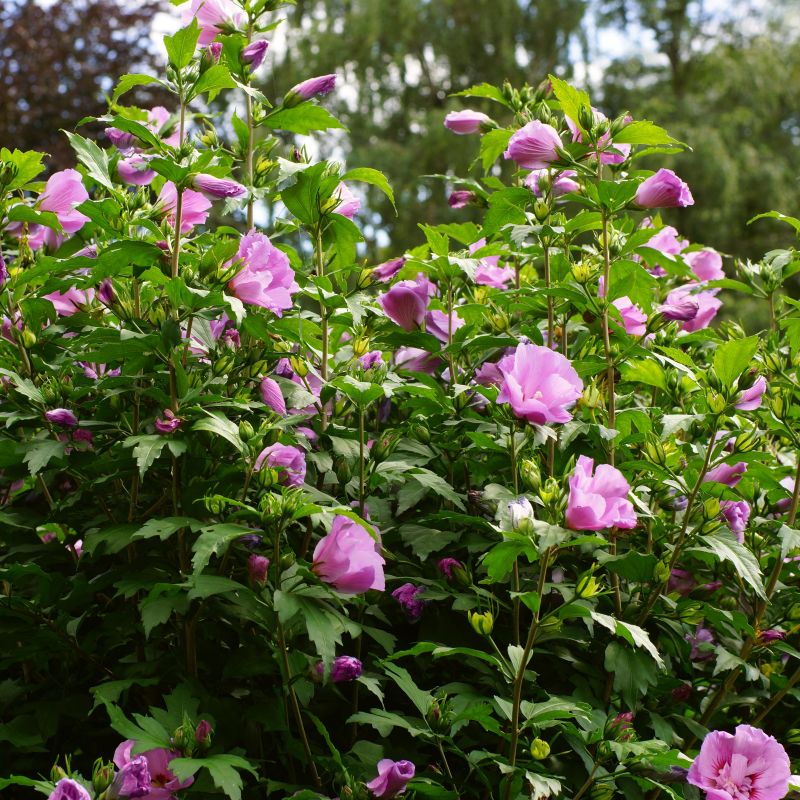 Hibiscus Tahiti Shrub image