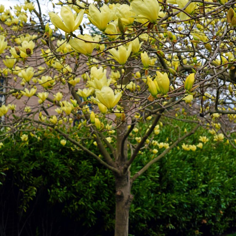 Magnolia Yellow Bird Tree image