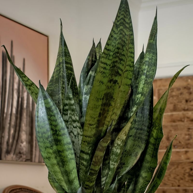 Snake Plant Zeylanica image