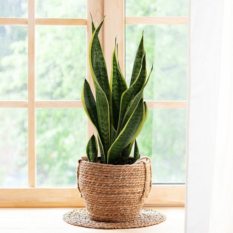 Snake Plant Laurentii image