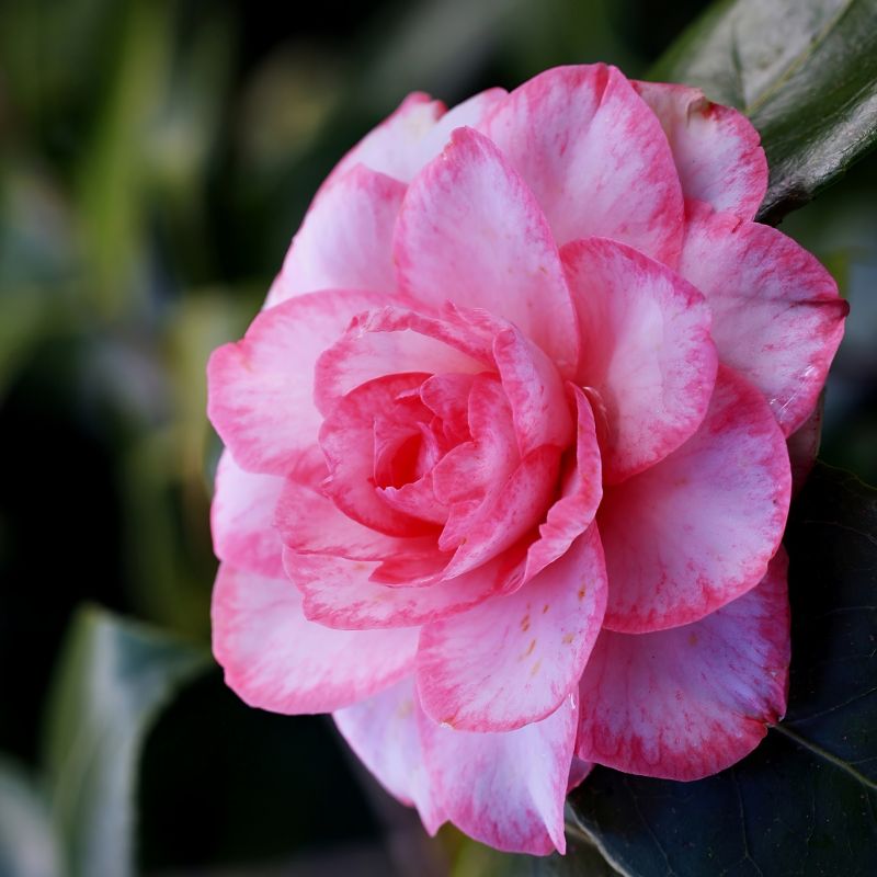 Camellia Leslie Ann image