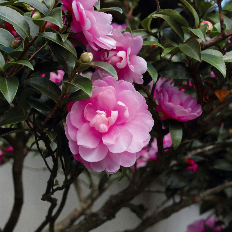 Camellia Susy Dirr image