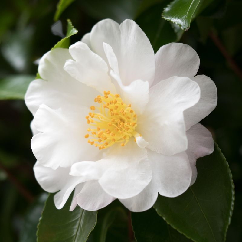 Camellia Mine No Yuki image