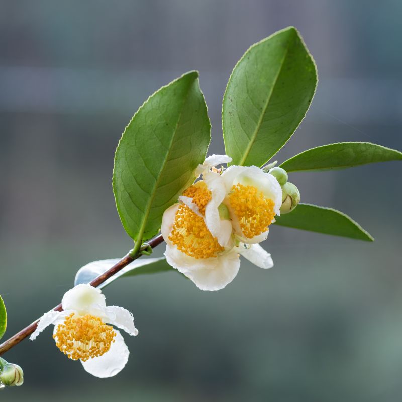 Camellia Sinensis Green Tea image