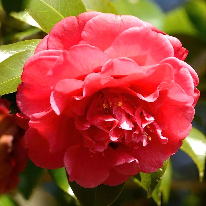 Camellia Red Twister image