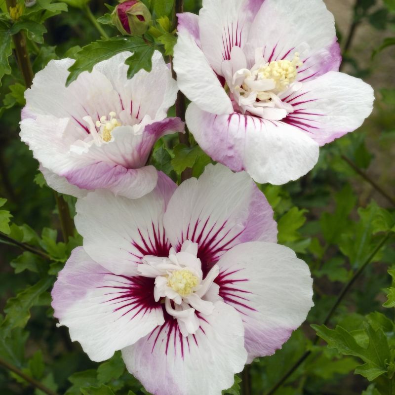 Hibiscus Fiji image