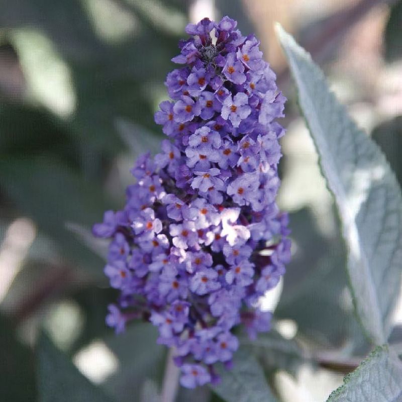 Buddleia True Blue With Blue Flowers image